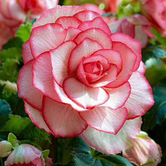 Bouton de Rose