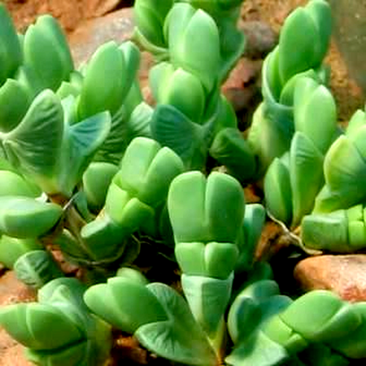 Braunsia apiculata