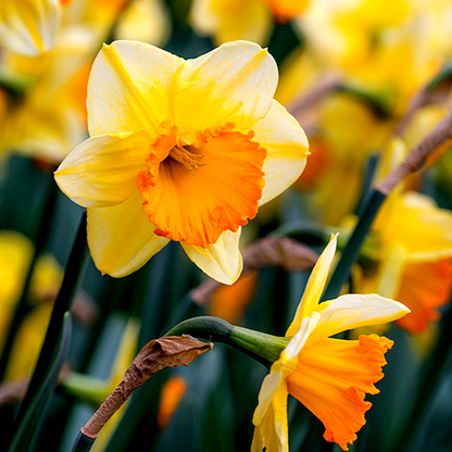 Bright Jewel