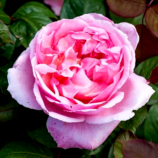 Brother Cadfael