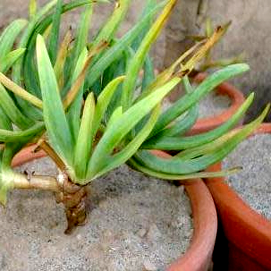 Bulbine lagopus