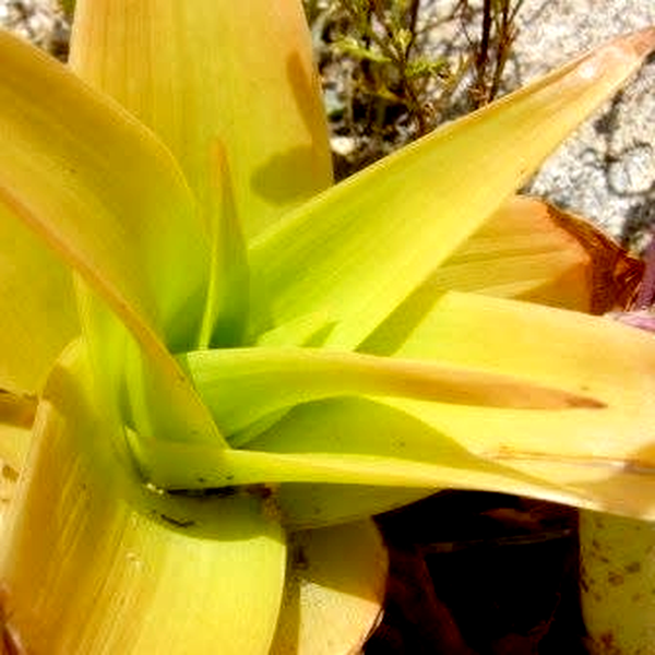 Bulbine latifolia