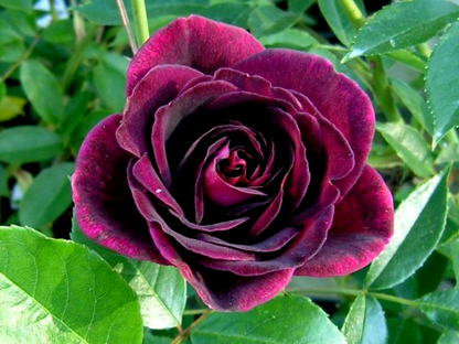 Burgundy Ice