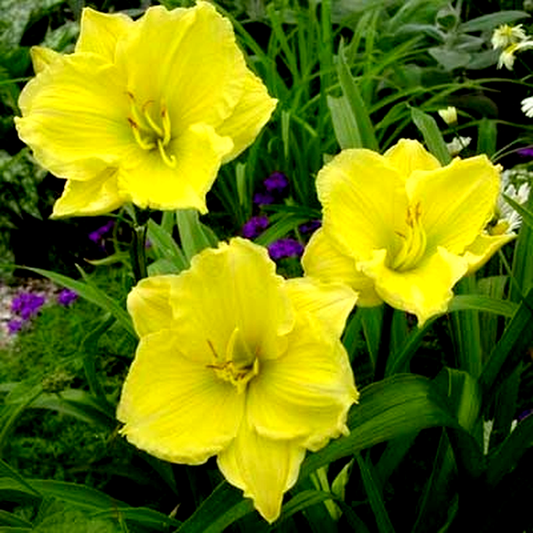 Buttercup Parade