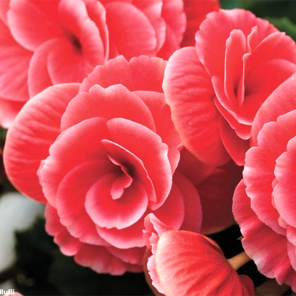 Camelia