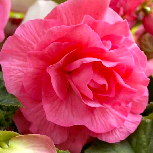 Camelia Pink
