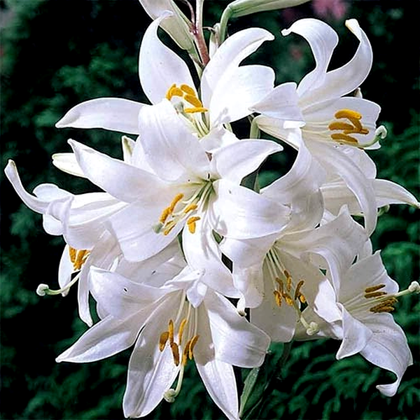 Candidum