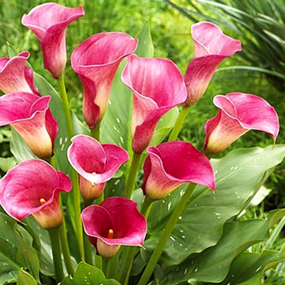 Captain Romance