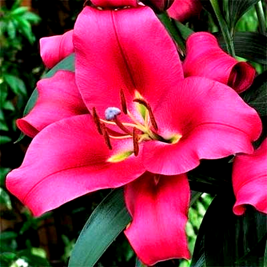 Carbonero