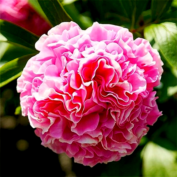 Carnation Bouqet
