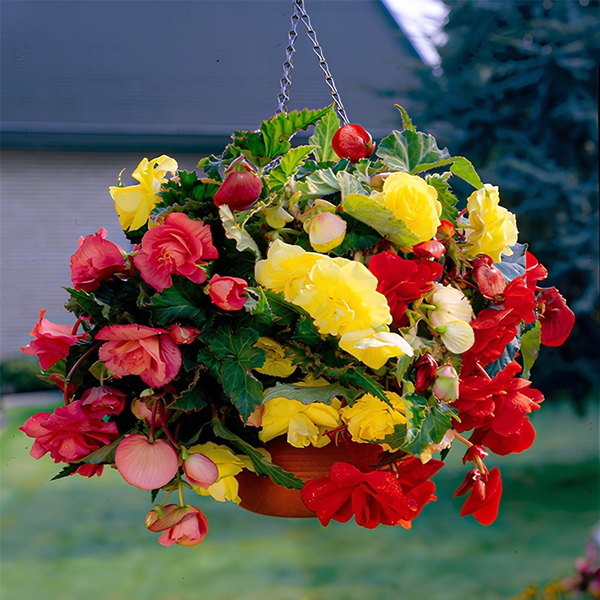 Cascade Mix