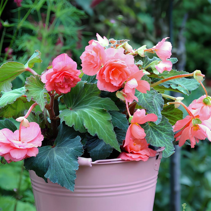 Cascade Odorosa Sweet Pink
