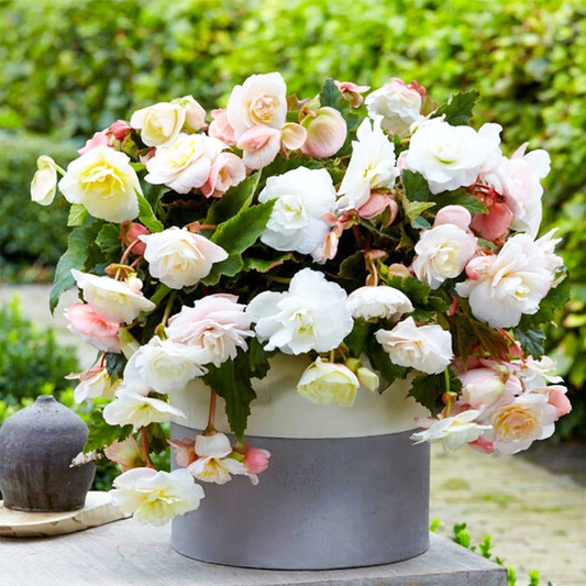 Cascade Odorosa White Blush