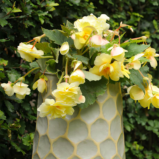 Cascade Odorosa Yellow Flame
