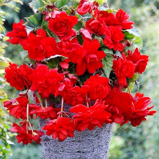 Cascade Scarlet