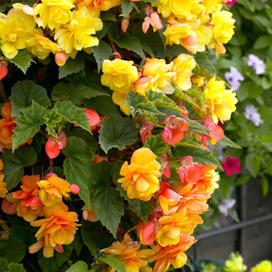 Cascade Sunray, Yellow-Orange