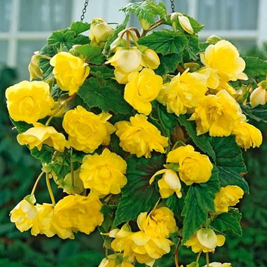 Cascade Yellow