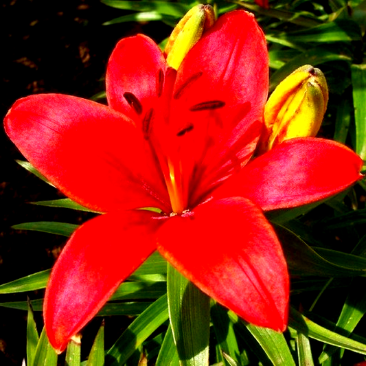 Ceb Crimson