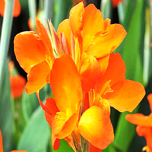 Centurion