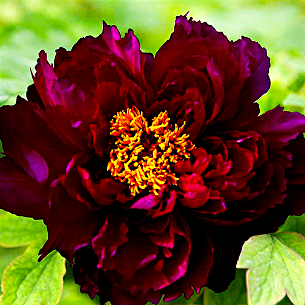 Champion Black Jade