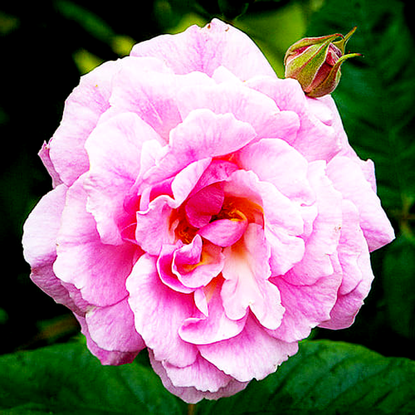 Chaplin's Pink