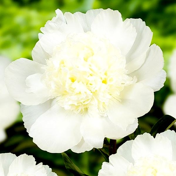 Charle's White