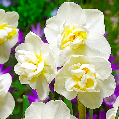 Cheerfulness