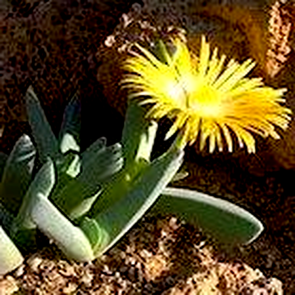 Cheiridopsis aurea