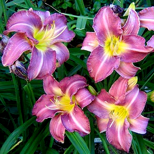 Chicago Jewel