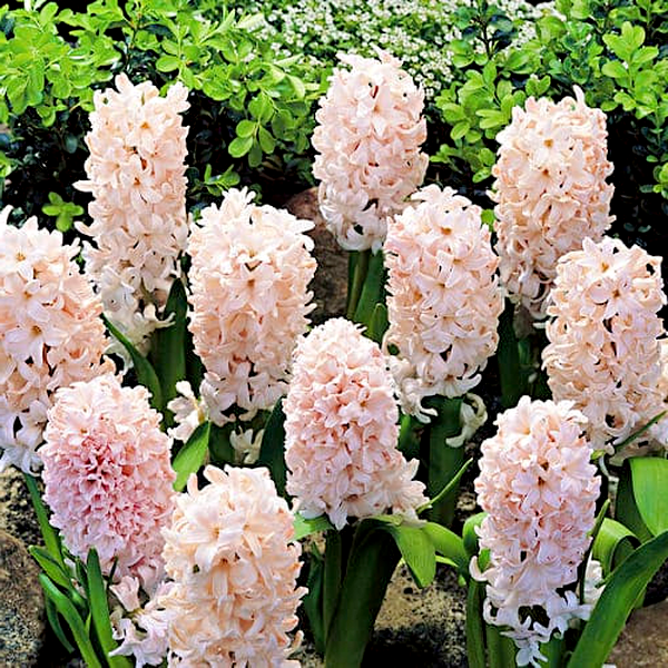 China Pink