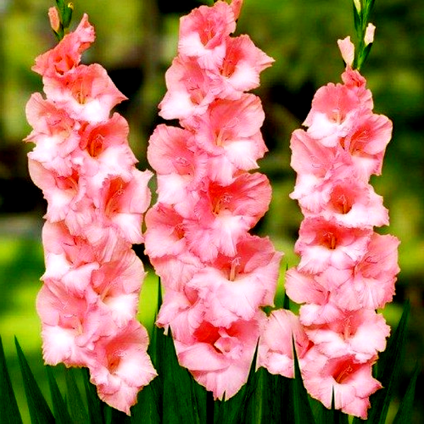 Cimarosa