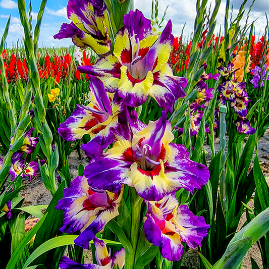 Circus Color
