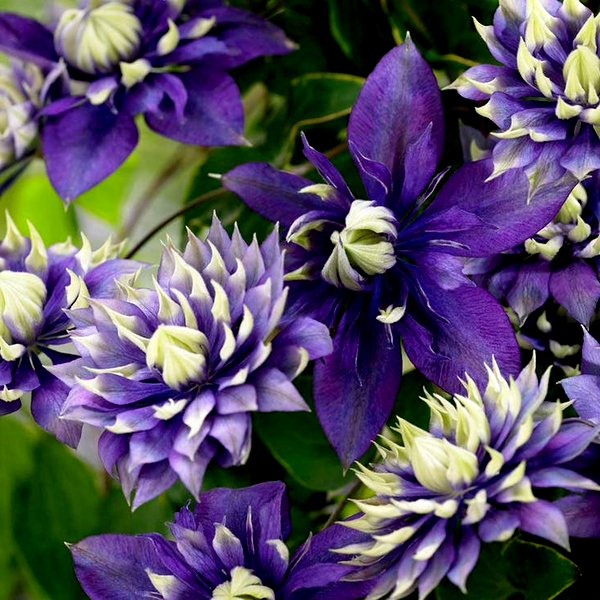 Clematis 'Taiga'