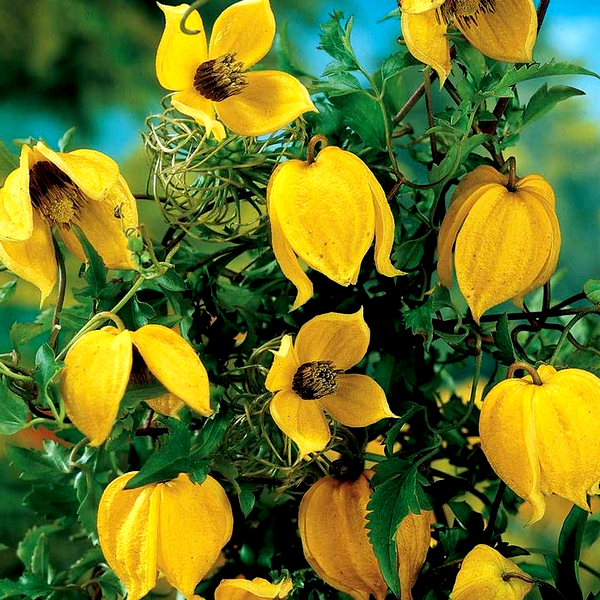 Clematis tangutica