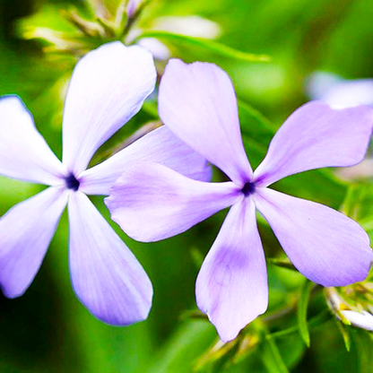 Clouds of Perfume