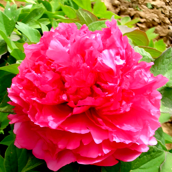 Coiled Leaf Red
