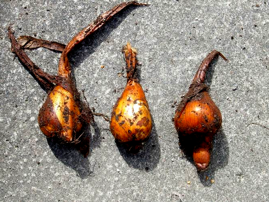 Autumnale Pleniflorum