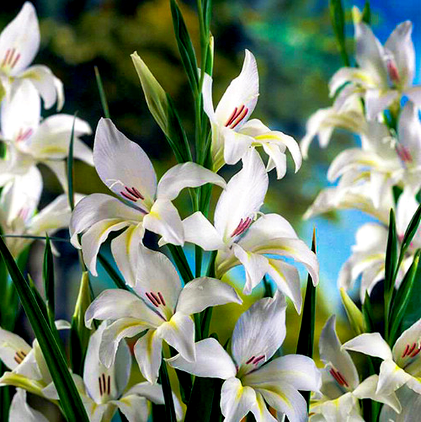 Colvillei Albus