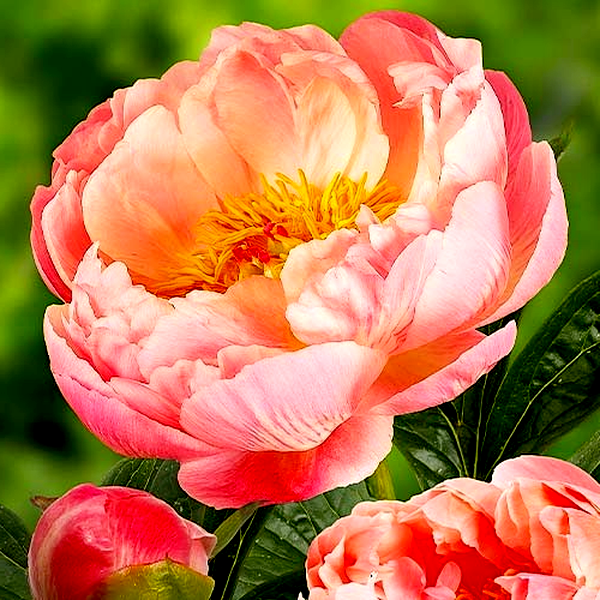 Coral Charm