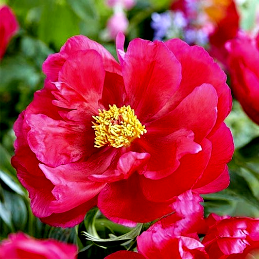 Coral Fay
