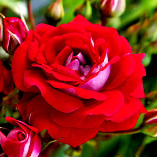 Corazon