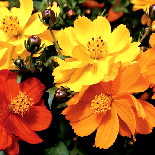 Cosmic Mix Cosmos Seeds