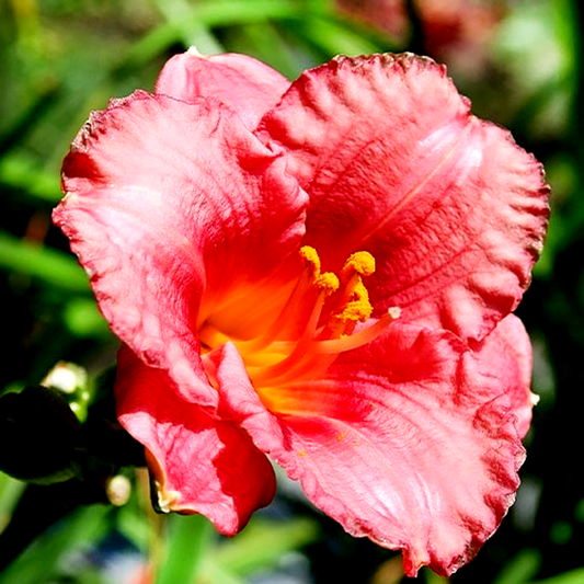 Cosmopolitan