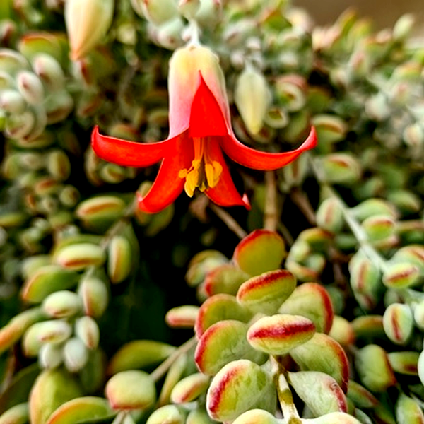 Cotyledon pendens