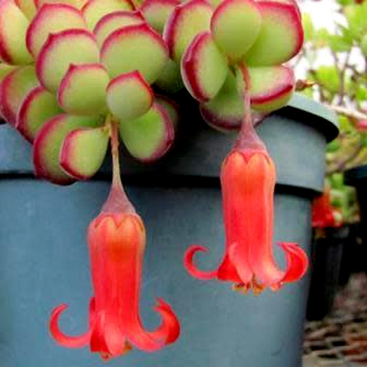Cotyledon woodii