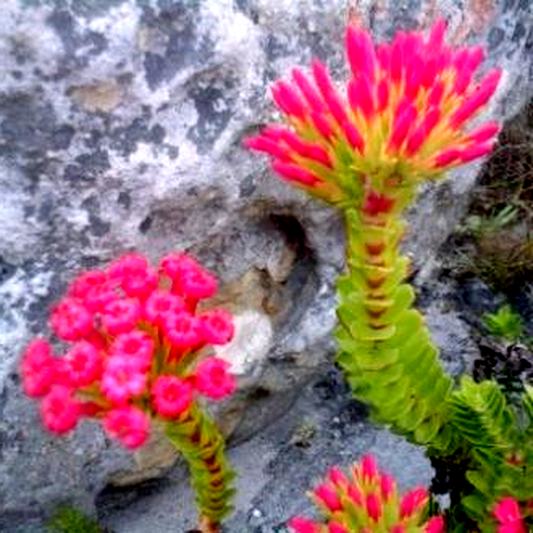 Crassula coccinea