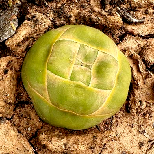 Crassula columnaris
