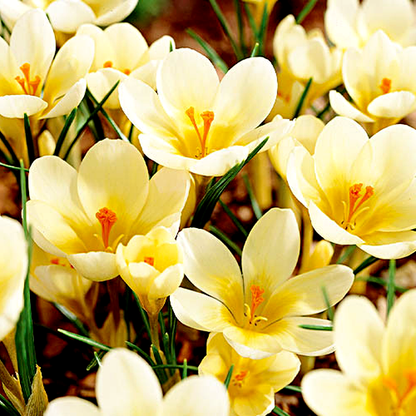 Cream Beauty