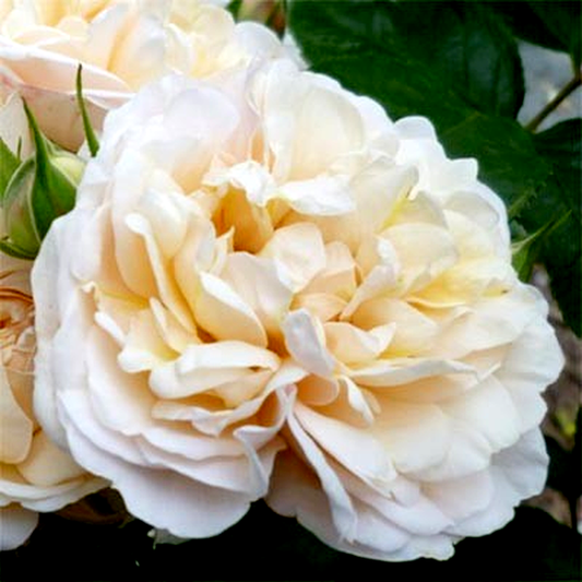 Cream Marie Curie