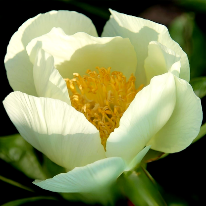 Cream Saucer